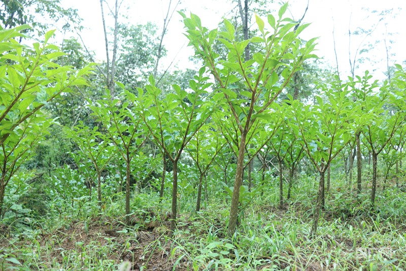 产业振兴·园区先行｜科技手段助力岚皋魔芋产业全链升级