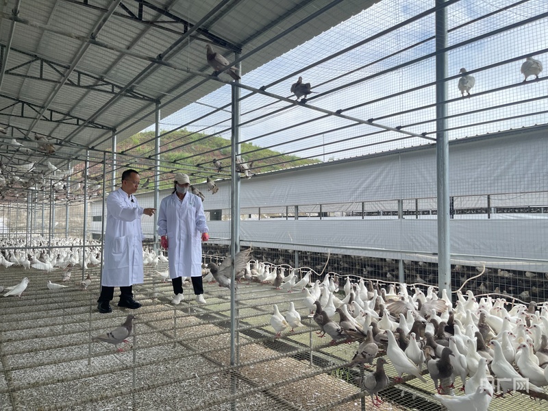 经济大省挑大梁｜从产业一线到山海乡村看广东高质量发展的“硬核支撑”(图5)