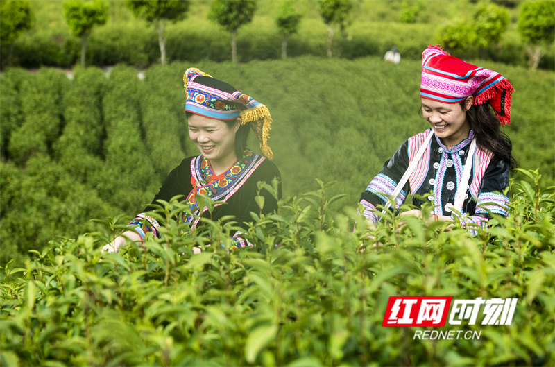 “瑶”望江华70年丨青山向新：江华产业的时代叙事(图3)