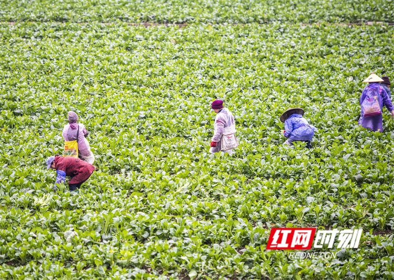“瑶”望江华70年丨青山向新：江华产业的时代叙事(图5)